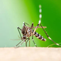 Mosquito aedes, responsável pela transmissão da Chikungunya - Imagem: Reprodução / Mundo Educação